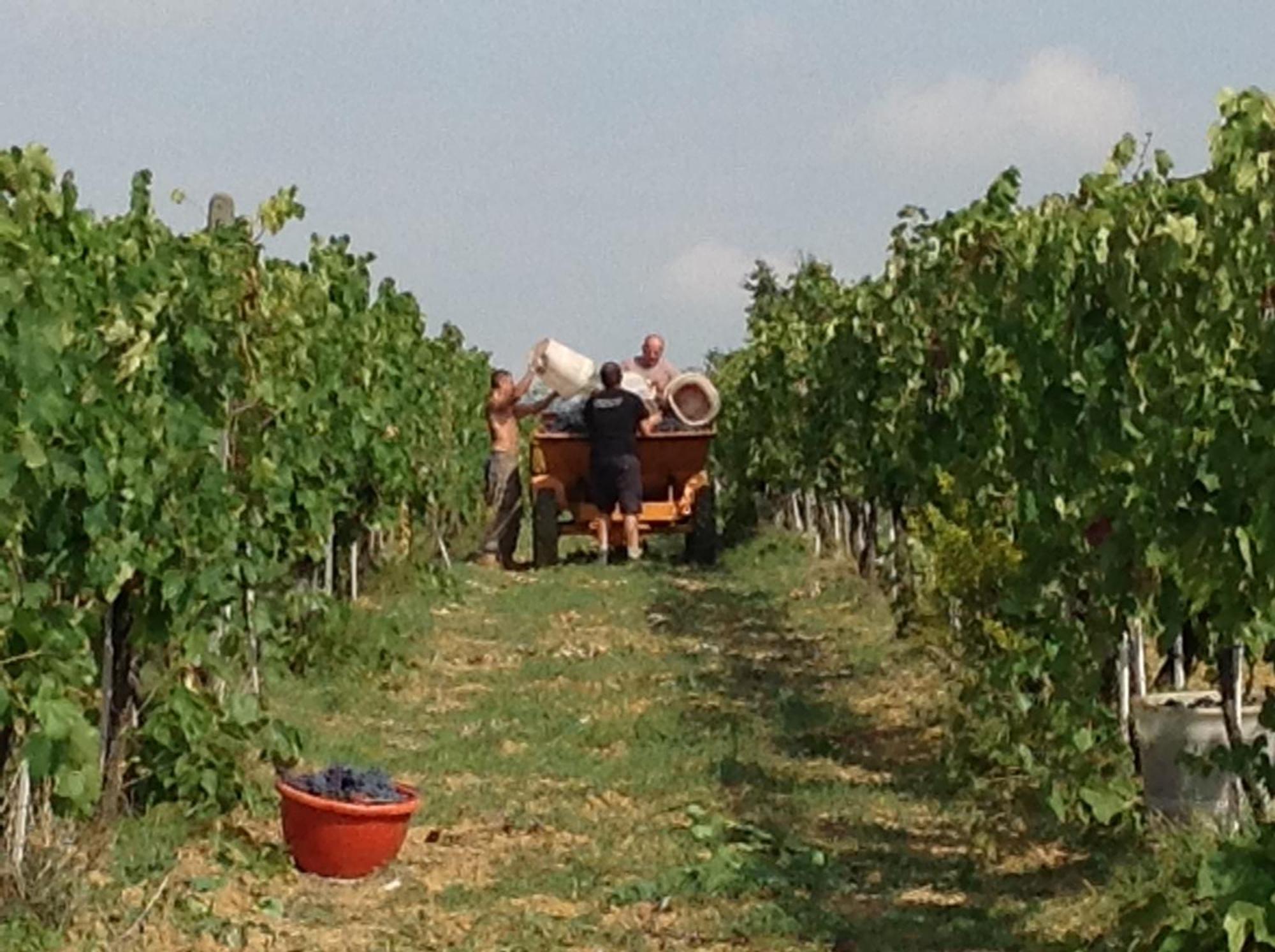 Agriturismo Le Baccane Vinci Extérieur photo